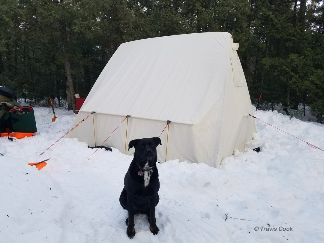 Snowtrekker 9x11.5 Basecamp Setup In Winter With Dog Next To Tent sitting in snow camping gear on sled in front of tent with pine trees in background